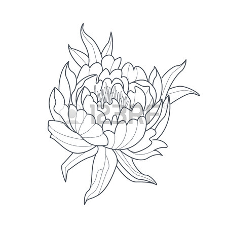 450x450 Jasmine Flower Monochrome Drawing For Coloring Book Hand Drawn