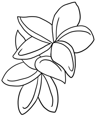 320x400 Jasmine Clipart Outline