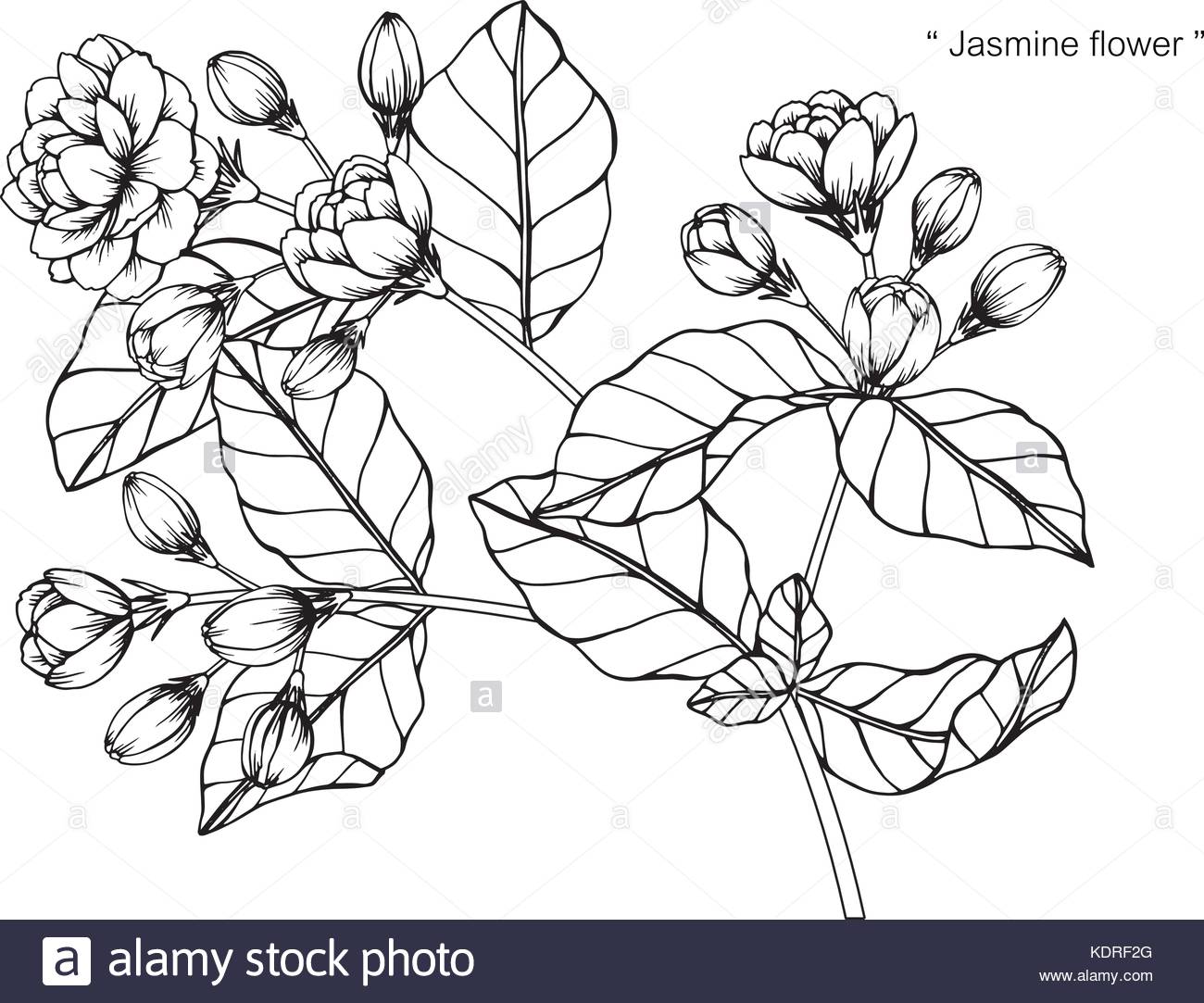 1300x1083 Jasmine Flower Drawing Stock Vector Art Amp Illustration, Vector