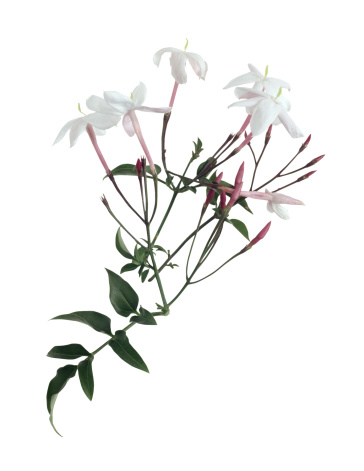 364x471 Side Effects Of Eating Jasmine Flowers Hunker