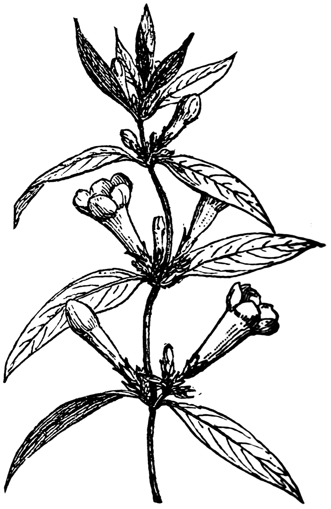 665x1024 Yellow Jasmine Clipart Etc