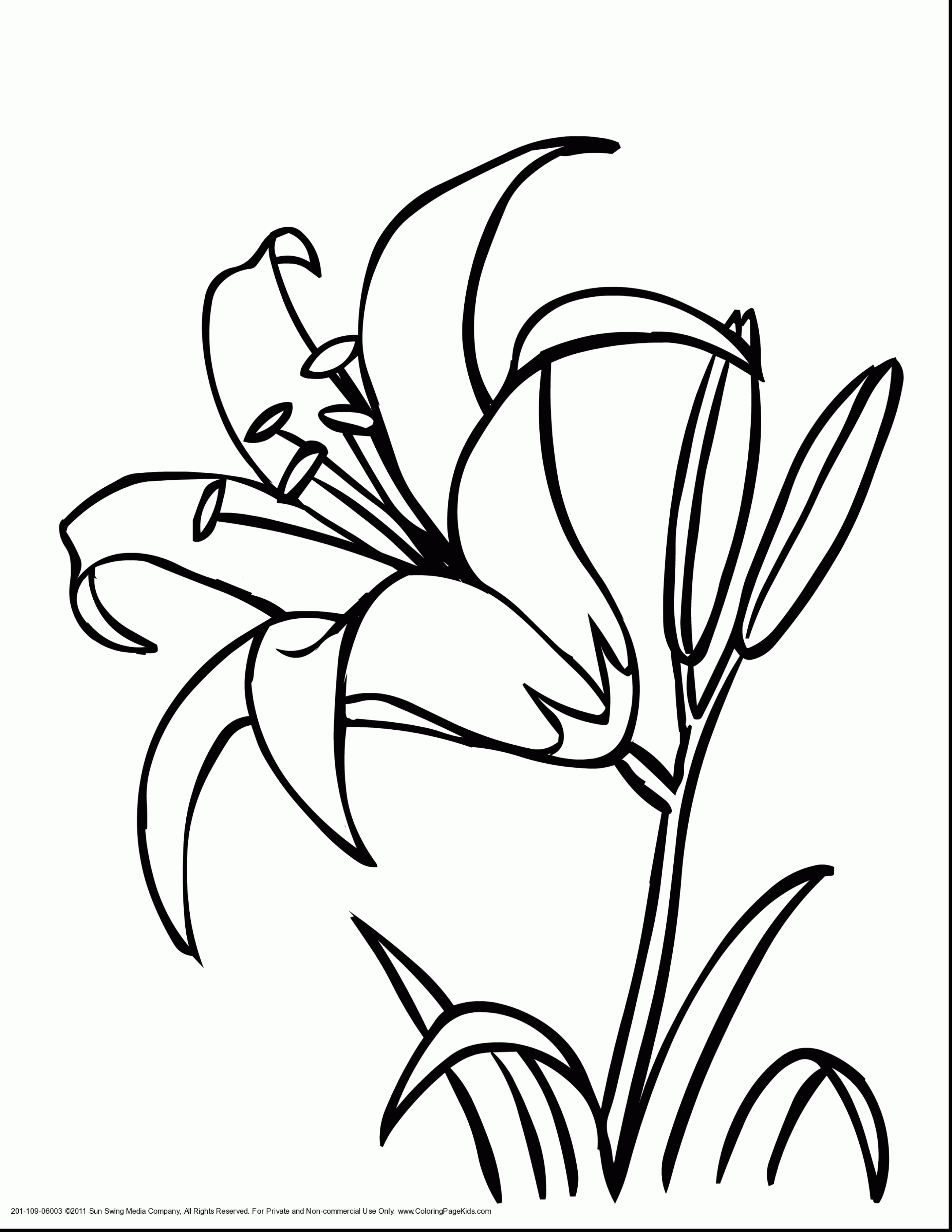 2805x3630 Good Indian Jasmine Flower Coloring Pages With Coloring Pages