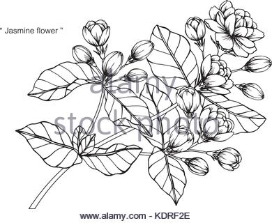 390x320 Jasmine Flower Decoration Line Stock Vector Art Amp Illustration