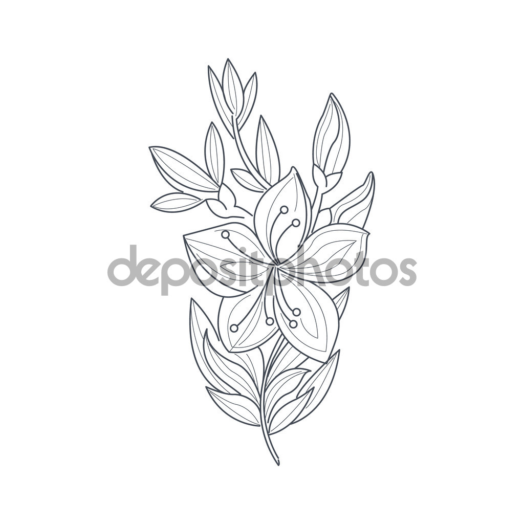 1024x1024 Jasmine Flower Drawing Ideas About Jasmine Flower Tattoos