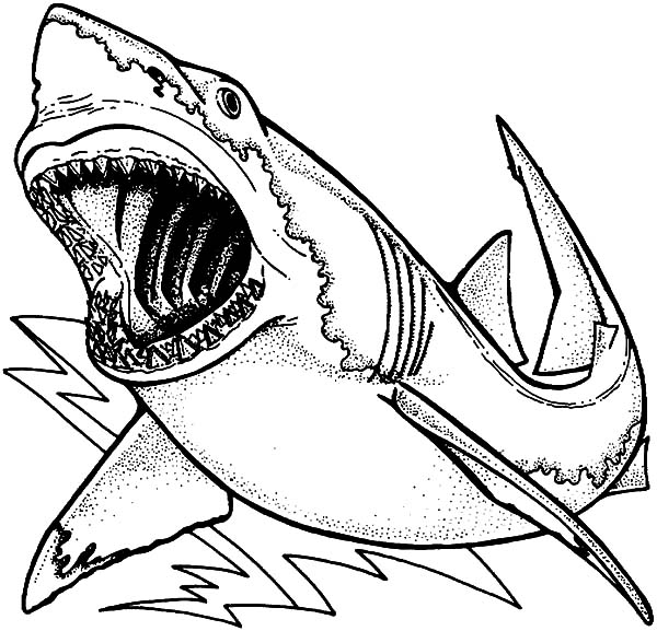 600x577 Drawing Jaws Coloring Pages Best Place To Color