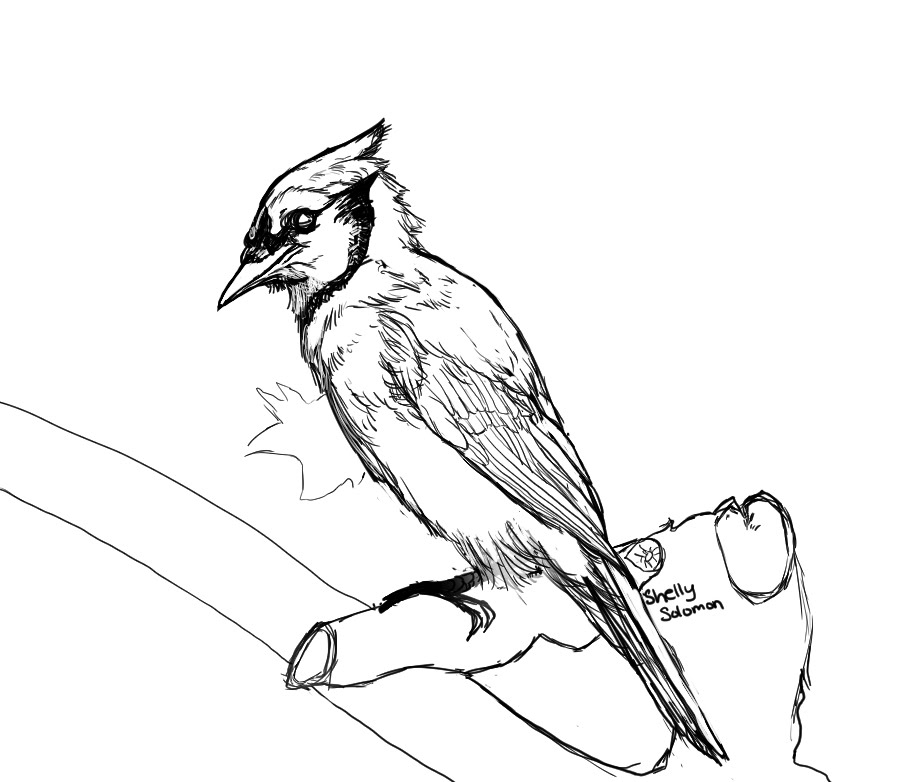 900x782 Blue Jay Part 1 Inking