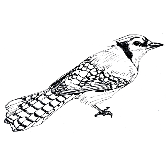 567x567 Drawing Of The Week Blue Jay Bird Ella's Place
