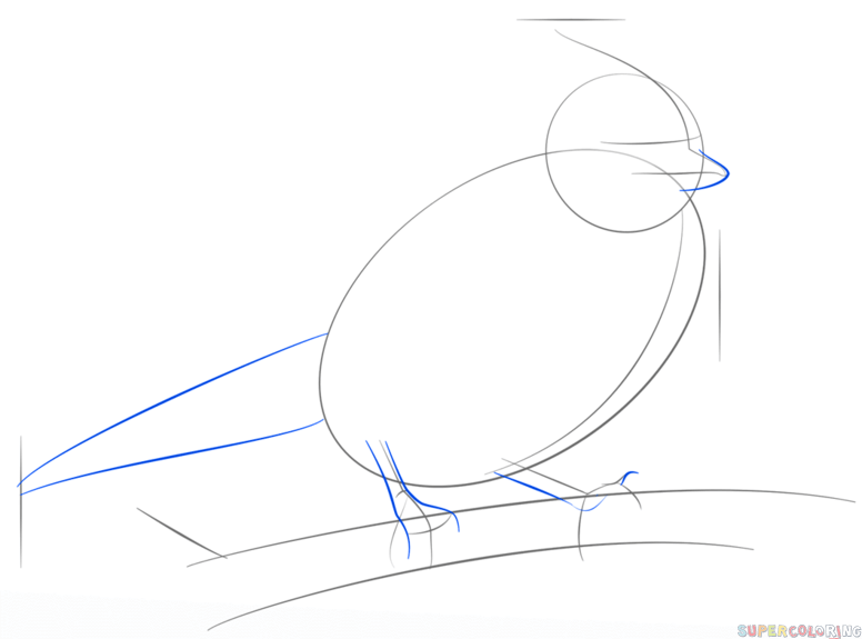 776x575 How To Draw A Blue Jay Step By Step Drawing Tutorials