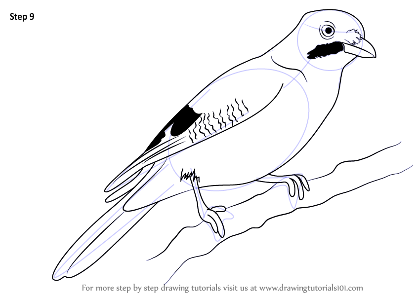 844x598 Learn How To Draw A Jay (Birds) Step By Step Drawing Tutorials