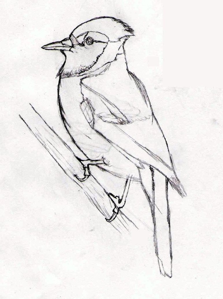 772x1034 Blue Jay Sketch By Nitetrain232