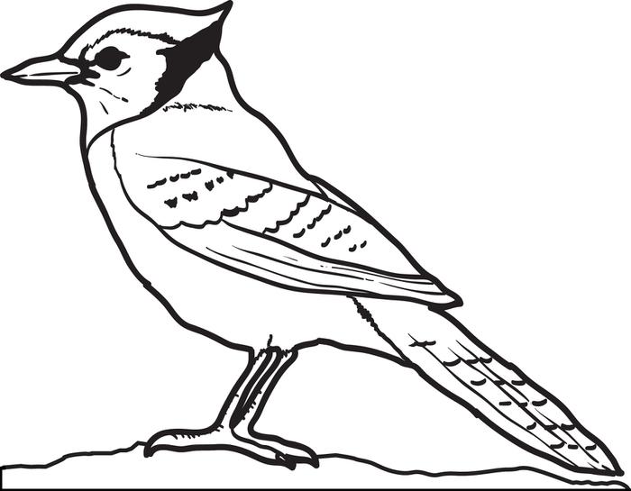 700x545 Blue Jay Coloring Page Free Printable