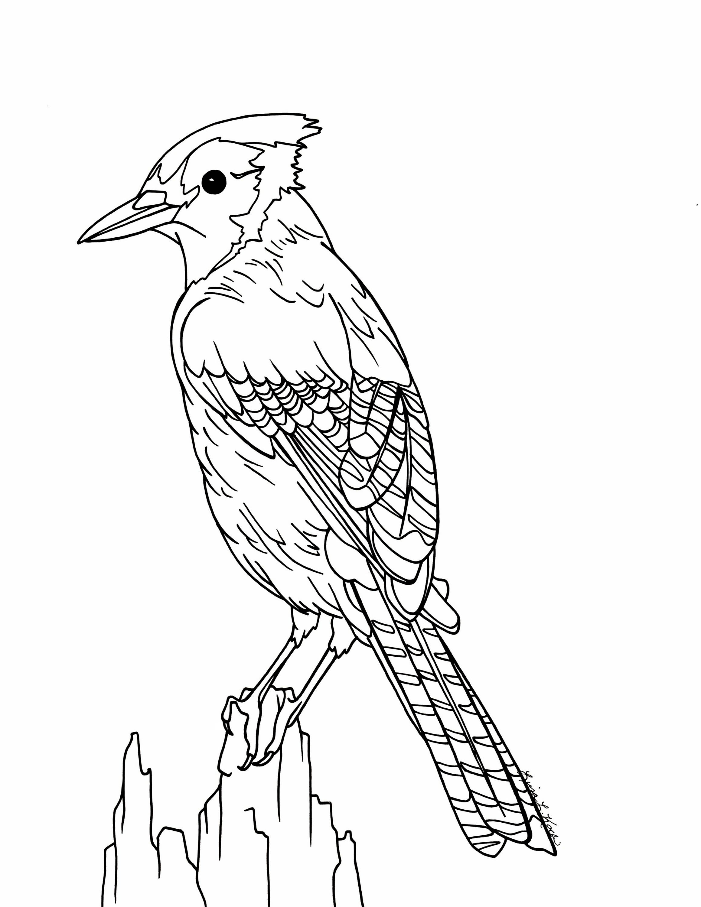 2318x3000 Blue Jay Coloring Page
