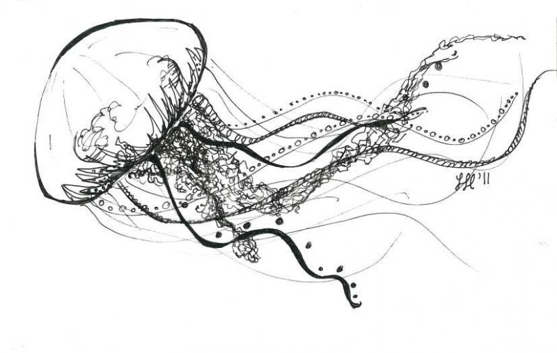 800x507 Jellyfish Drawing