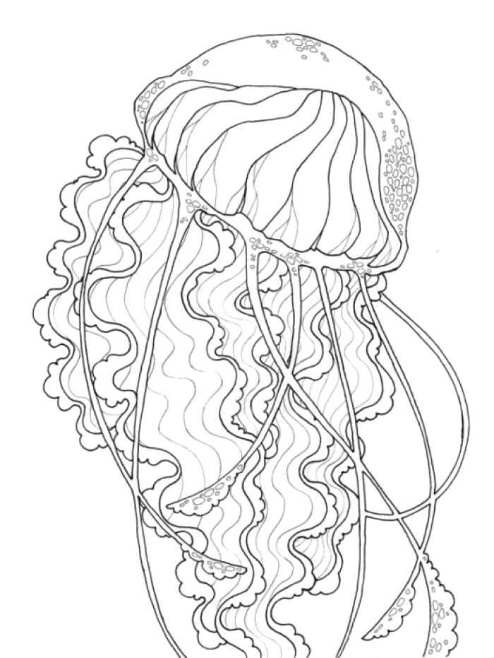 700x931 Most Beautiful Jelly Fish Drawing Ideas Wonderful Design