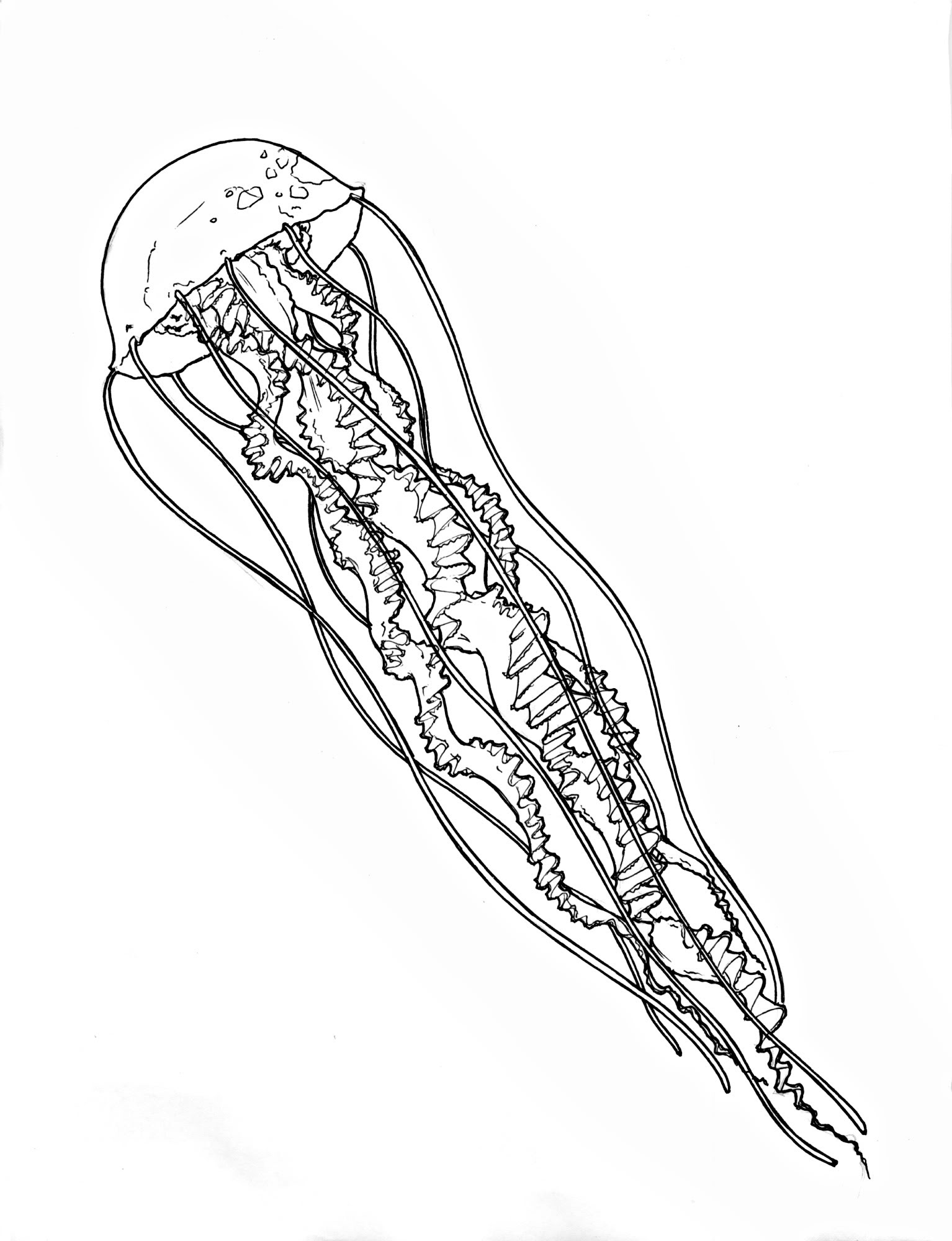 1534x2000 Jellyfish Tattoo