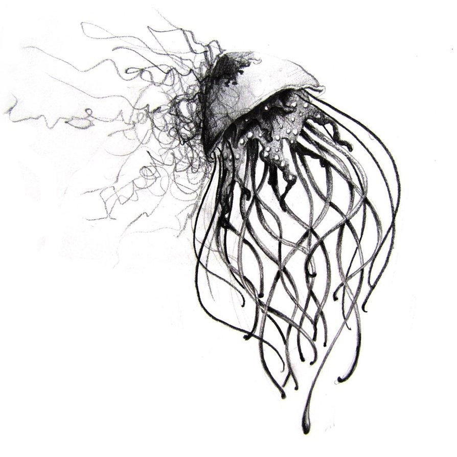 Jelly Fish Drawing at GetDrawings | Free download