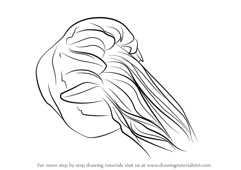 800x565 Learn How To Draw A Lion's Mane Jellyfish (Jellyfishes) Step By