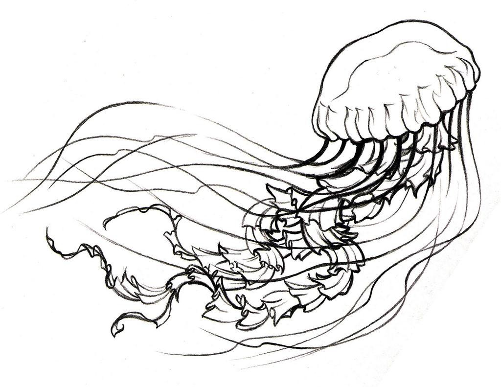 1024x791 Great Jellyfish Coloring Page Picture Unknown Resolutions High