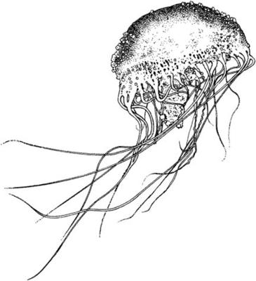 365x400 Jellyfish Drawing