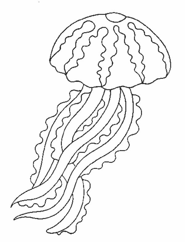 600x785 Jellyfish