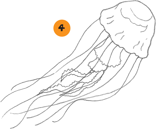 498x411 Jellyfish