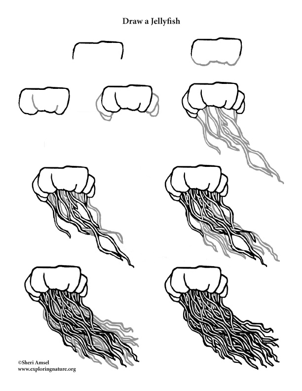 612x792 Jellyfish Drawing Lesson