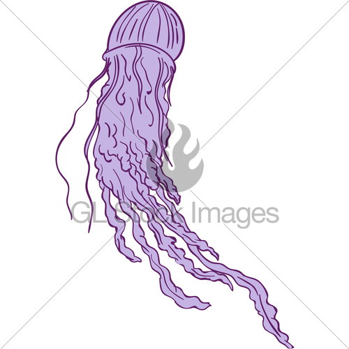 500x500 Australian Box Jellyfish Drawing Gl Stock Images