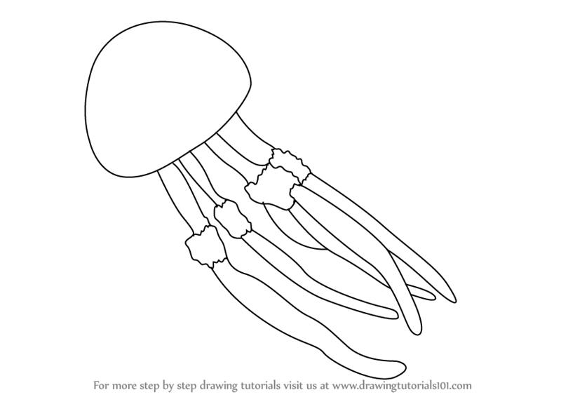 800x566 Learn How To Draw A Jellyfish (Fishes) Step By Step Drawing
