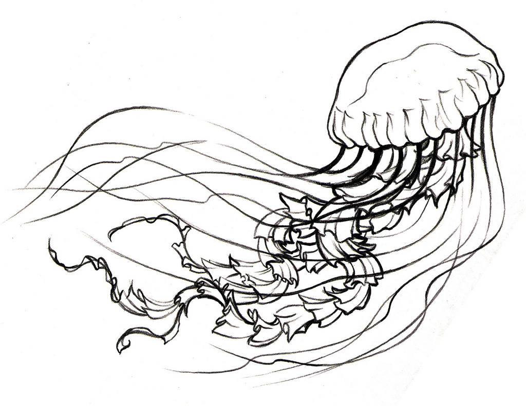 1024x791 Jellyfish Sketch Prep Sketch For Jellyfish Tattoo. Eliaz