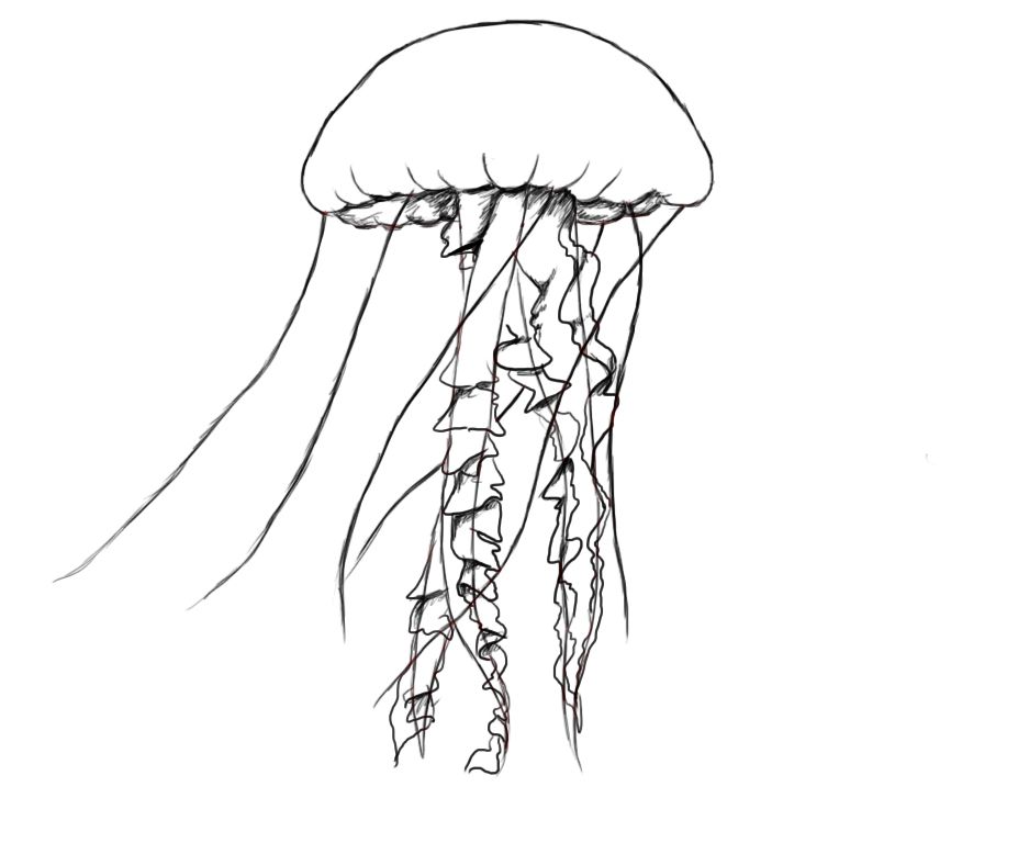 927x768 How To Draw A Jelly Fish Jelly Fish, Fish And Drawings