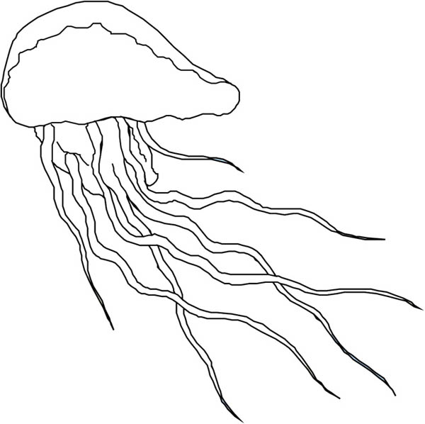 600x598 Coloring Page Of Jellyfish