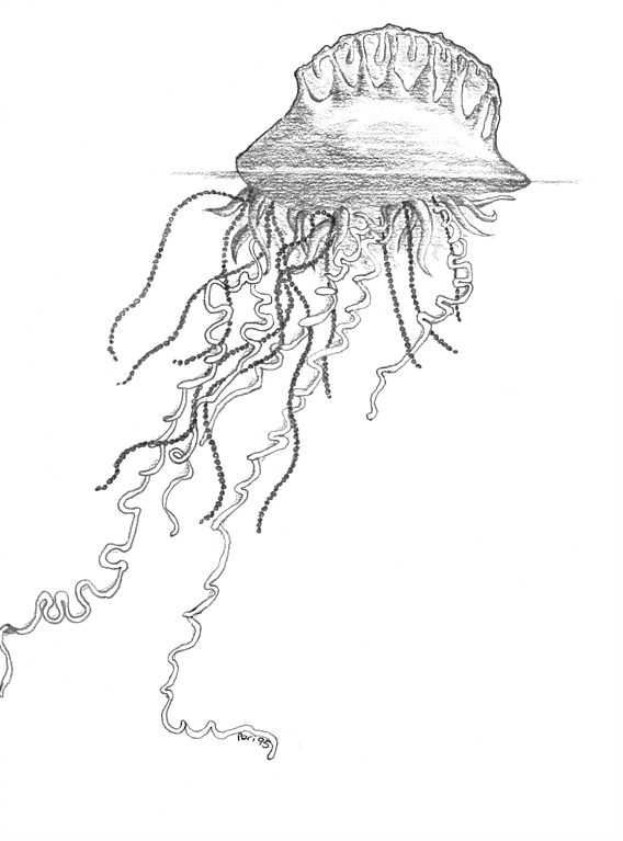 568x767 Man Of War Jellyfish