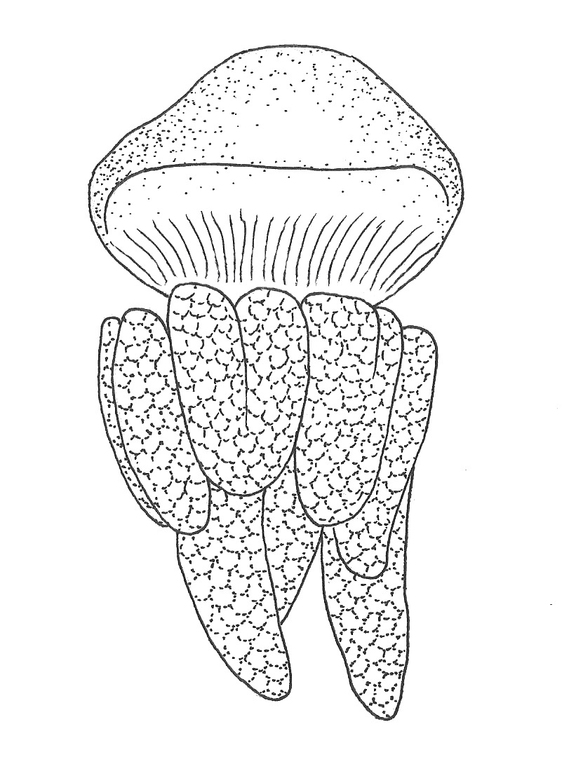 801x1090 Drawings David Fisher