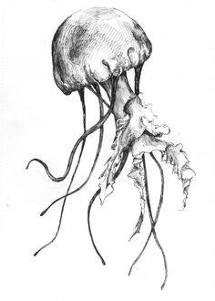 236x330 Drawn Jellyfish