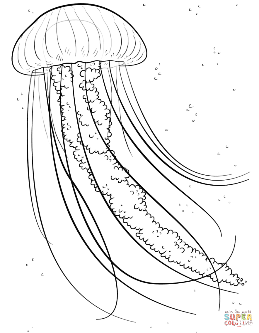 884x1134 Drawn Jellies Box Jellyfish