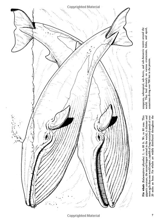 564x752 Whales And Dolphins Coloring Book (Dover Nature Coloring Book