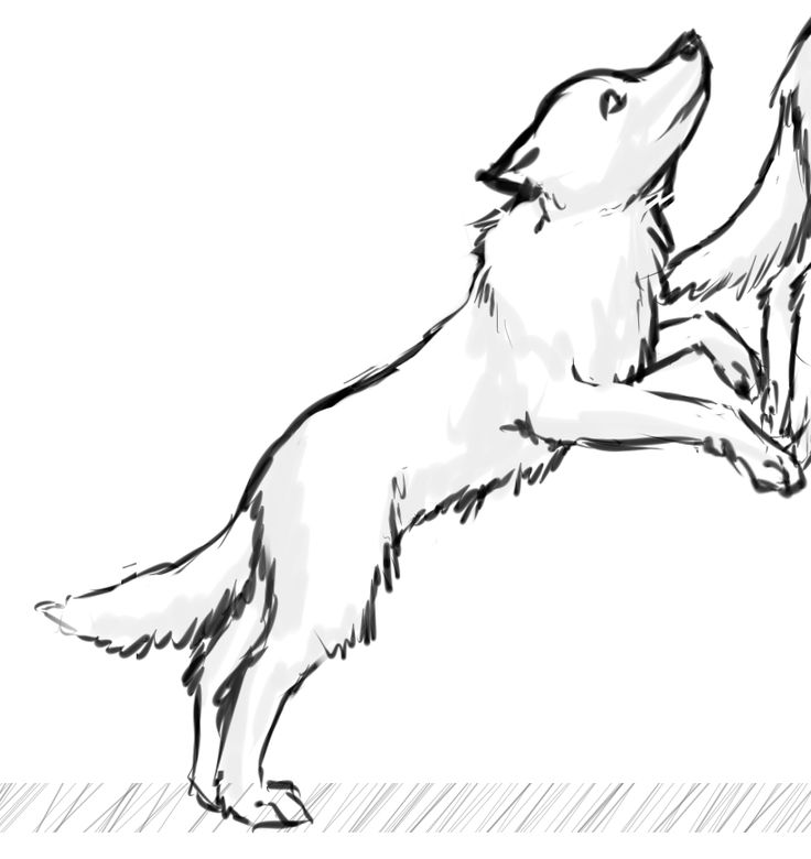 736x780 Image Result For Dog Jumping Drawing Springboard