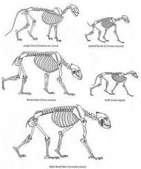 205x246 Jumping Dog Anatomy By Sketcherlew On Tekeningen