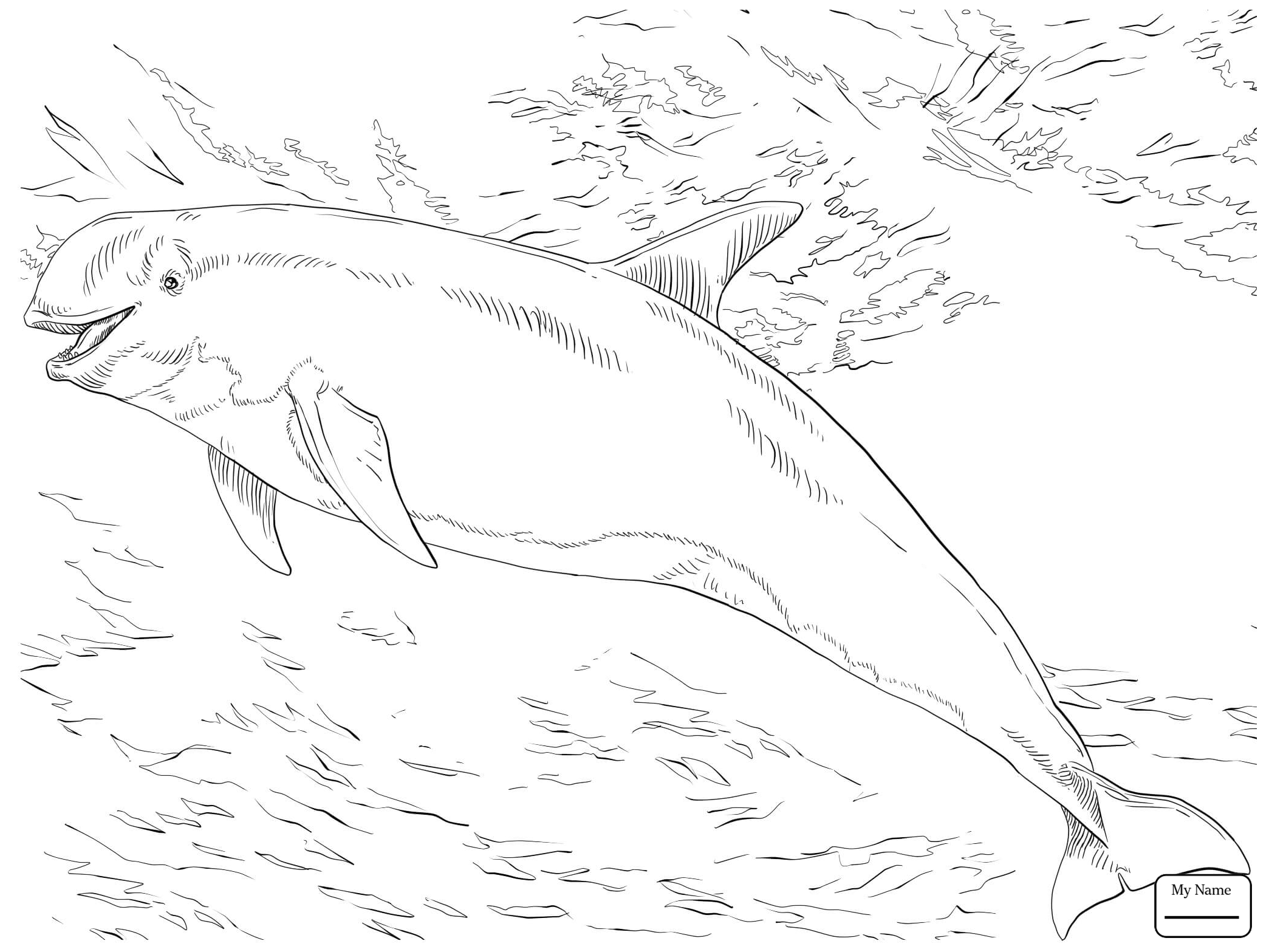 2089x1567 Mammals Dolphins Jumping Out Of Water Coloring Pages For Kids