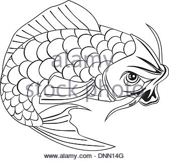 336x320 Koi Carp Fish Jumping Line Drawing Stock Vector Art Amp Illustration