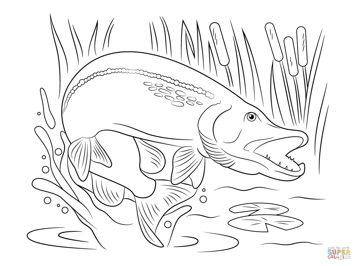 1199x894 Northern Pike Jump Out Of Water Coloring Page Free Printable
