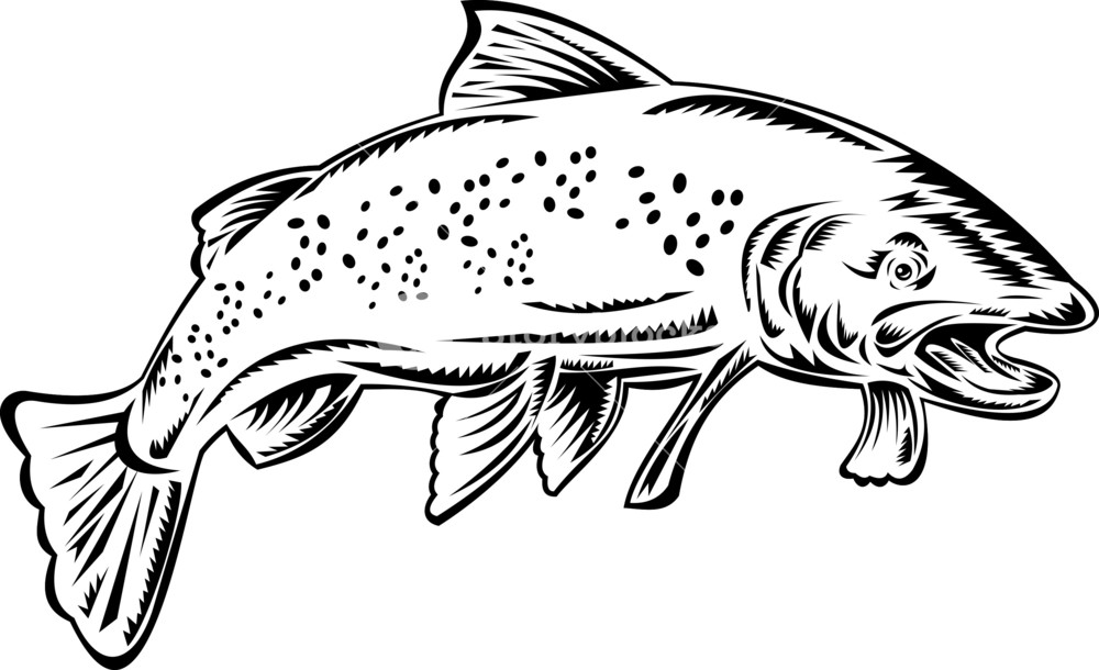 1000x610 Trout Fish Jumping Black And White Royalty Free Stock Image