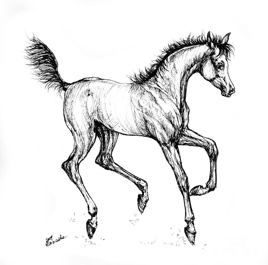 900x889 Jumping Horse Drawings Fine Art America