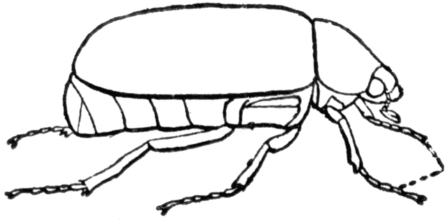 640x315 May Beetle Clipart Etc