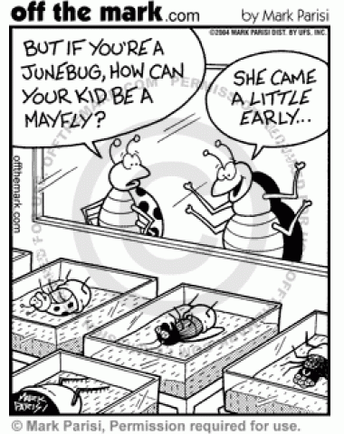 380x480 Mayfly June Bug