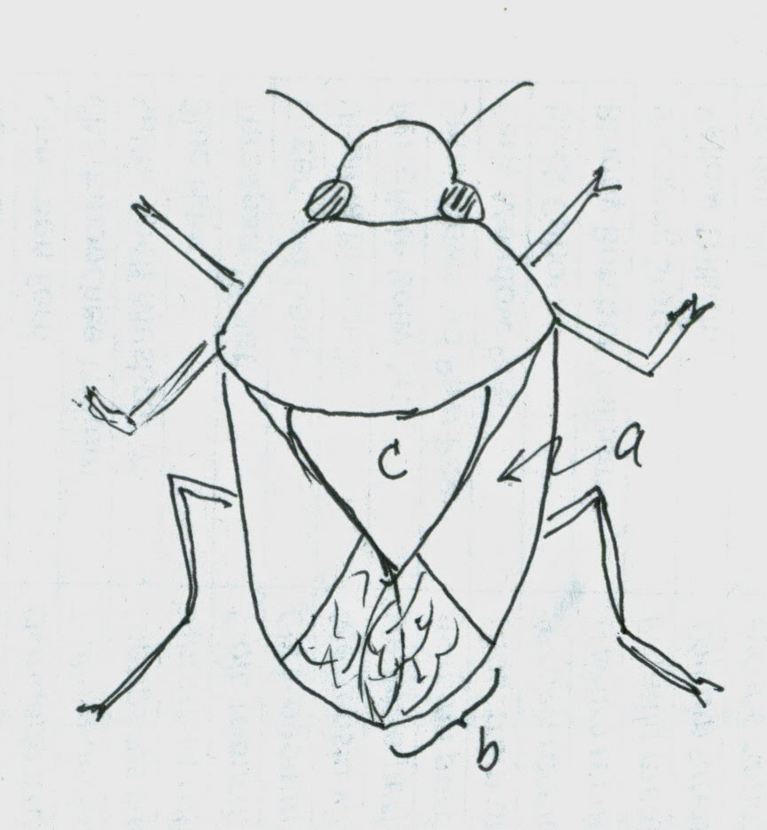 865x936 Nature Rambling What Is A True Bug