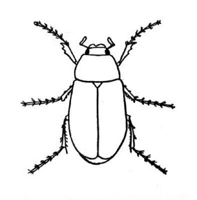 650x659 Coloring Pages Of Bugs 934 Bugs Picture Search