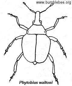239x287 Beetles In The Curculionidae (Weevil) Family