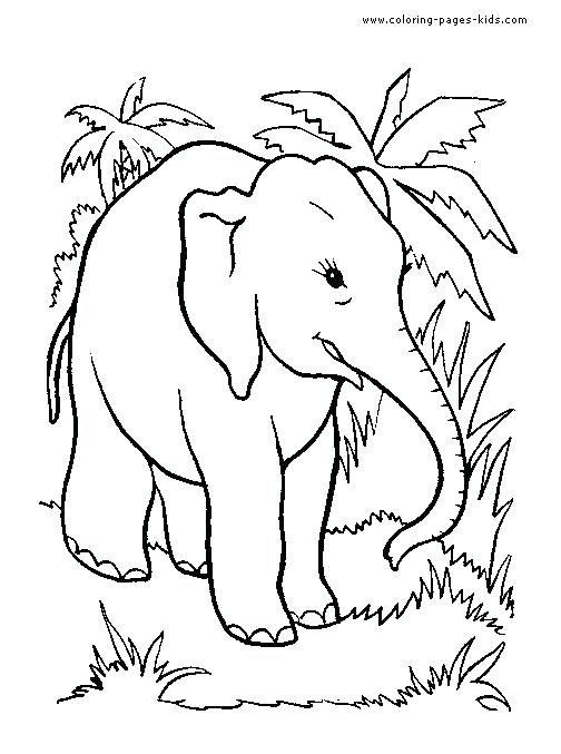 504x677 Jungle Animals Coloring Pages Elephant Coloring Pages For Kids