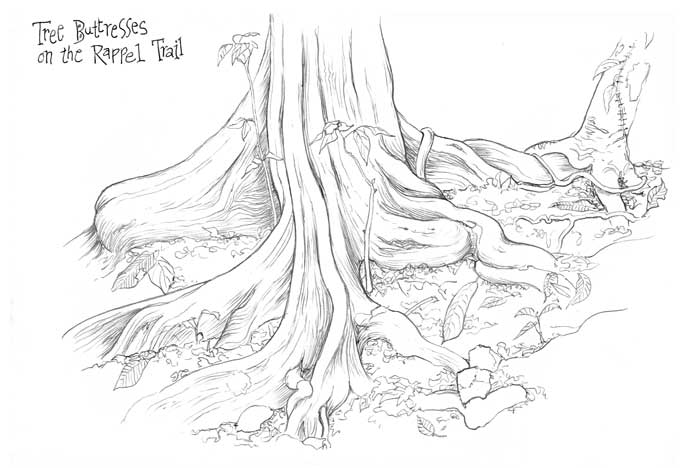 683x468 Costa Rica Jungle Amp Beach Sketchbook 2 ~ July By Irene Brady